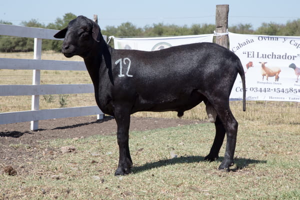 Lote OVINO STA. INES MACHO PPC