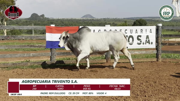Lote TORO