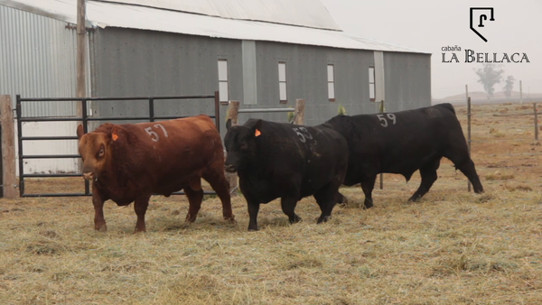 Lote TOROS PUROS CONTROLADOS