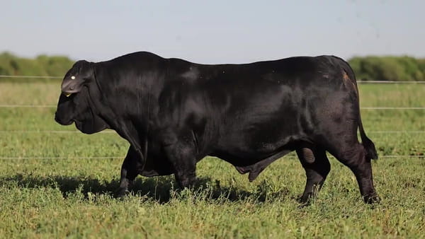 Lote Toros Brangus - Cabaña El Sapucay