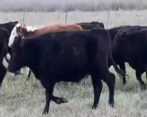 Lote 55 Novillitos de 245Kg en Monte, Buenos Aires