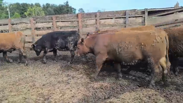  20 Novillo Gordo en Los Ángeles, VIII Región Biobío