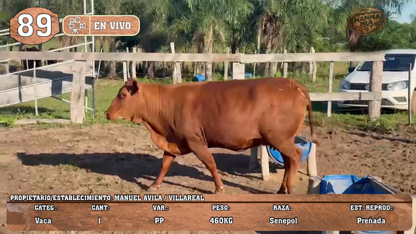 Lote LOTE 89 -EN VIVO