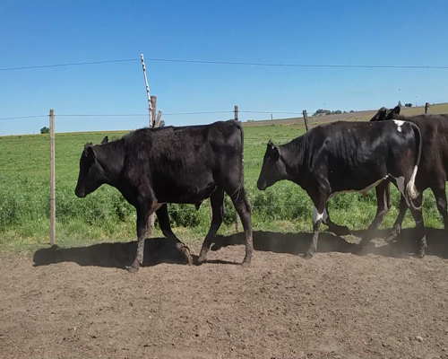 Lote (Vendido)6 Novillos 2 AA X HO,  2 PARDO SUIZO X HO,  1 KIWI,  1 HE X HO 370kg - , Colonia