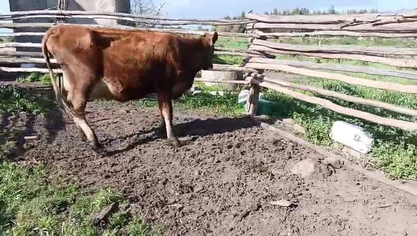 Lote Vaquillonas  300kg - , San José