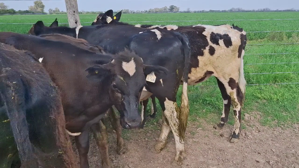 Lote 24 Terneros Kiwi Cross en Sunchales, Santa Fe