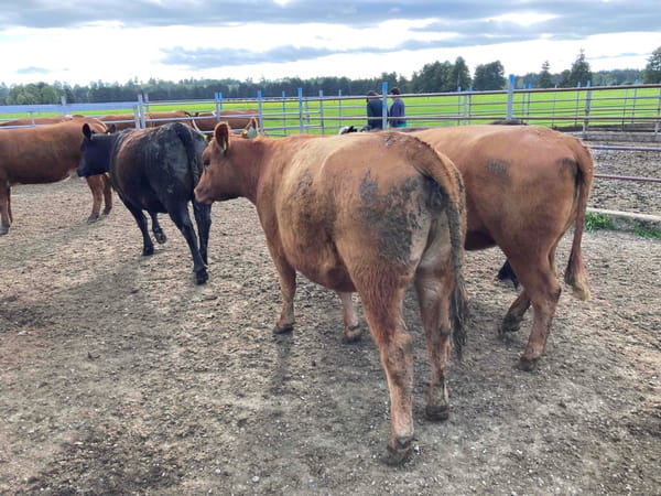 Lote 18 Vaquilla Gorda en Frutillar, X Región Los Lagos