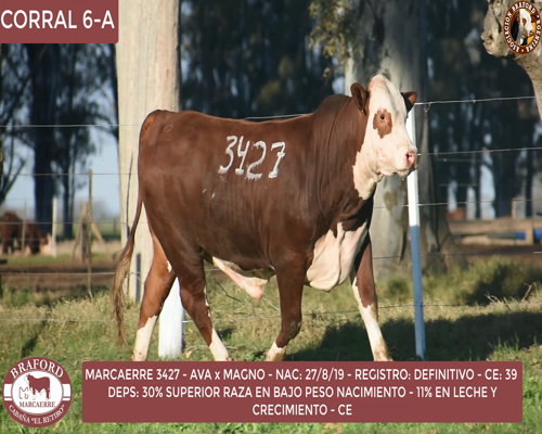 Lote Toro Braford Cabaña El Retiro