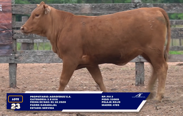 Lote LOTE 23