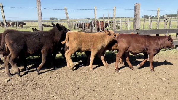 Lote TERNEROS Y TERNERAS