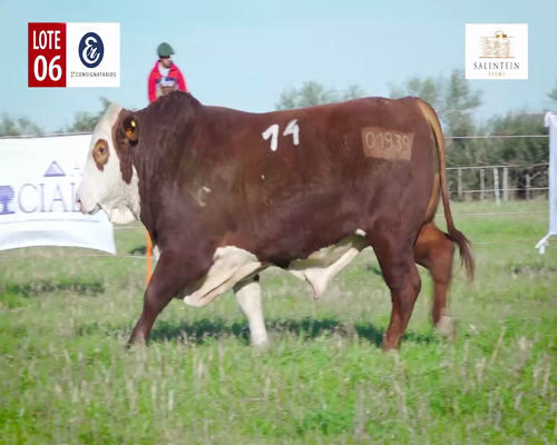 Lote LOTE 6 - TORO BRAFORD NO. 14