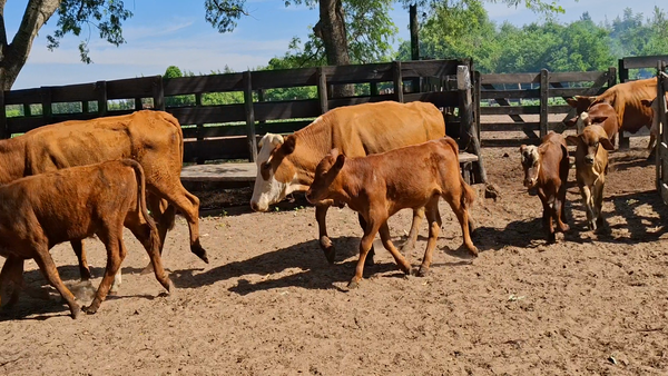 Lote 40 Vaquillonas C/ cria