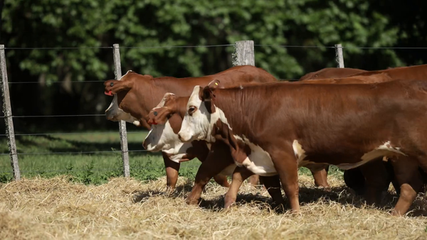 Lote Vaquilla Para Servicio