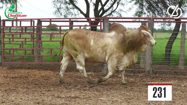 Lote Brahman