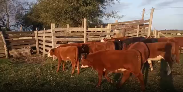 Lote 17 Terneras en San José