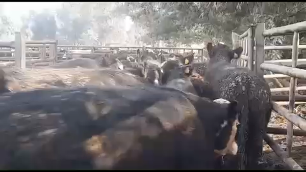 Lote 45 Novillo Gordo en Linares, VII  Región Maule