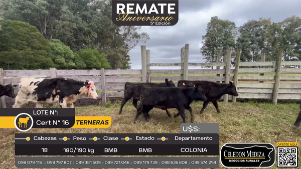 Lote 18 Terneras en Quintón, Colonia