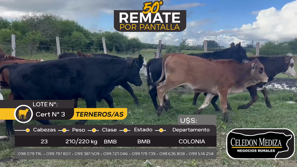 Lote 23 Terneros y Terneras en Nueva Palmira, Colonia