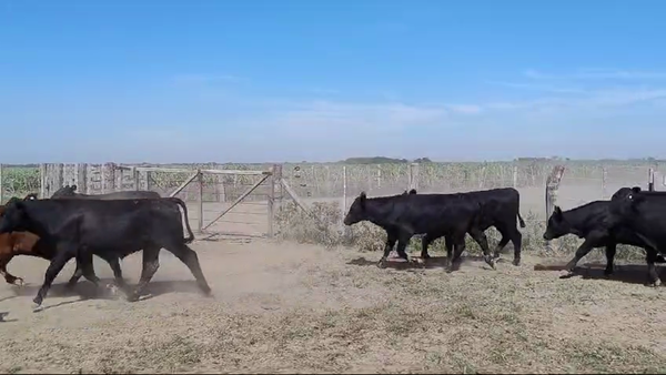 Lote 110 NOVILLITOS ANGUS Y BRANGUS EN HUMBERTO, SANTA FE