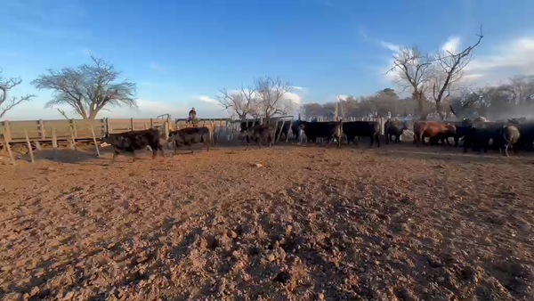 Lote 82 Vaquillonas en Villa Huidobro