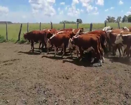 Lote 70 Terneros/as en Concordia, Entre Ríos