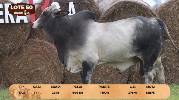 Lote LOTE 50