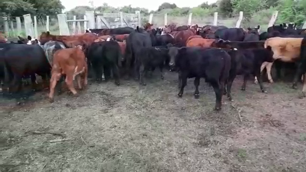 Lote 70 Terneros/as en Federal, Entre Ríos