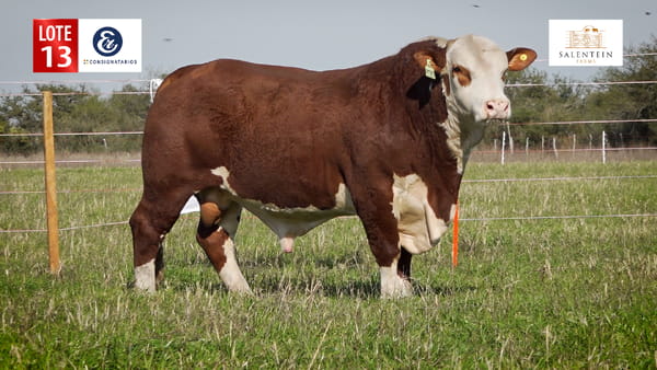 Lote LOTE 13 - TORO BRAFORD NO. 32