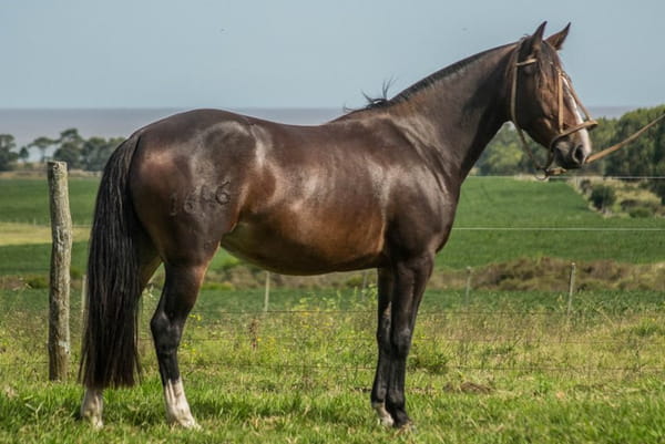 Lote CONSTANCIA RABONA 1646