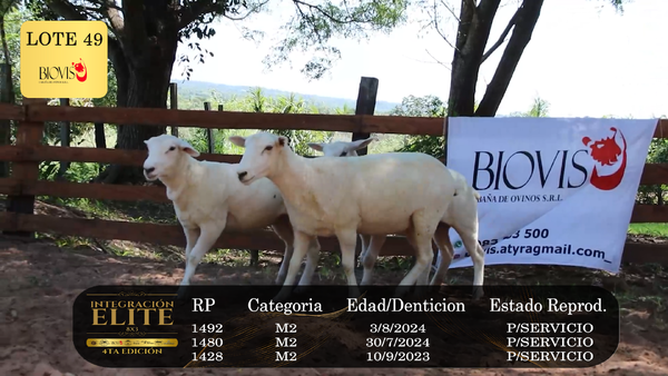 Lote LOTE 49