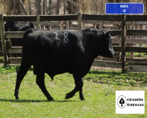 Lote 1 Toro en Coyhaique, XI Región Aysén
