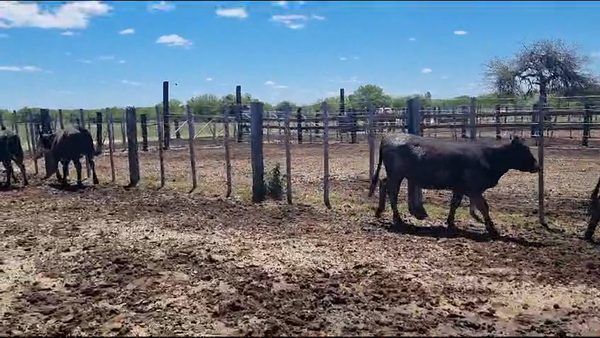Lote 35 Vaquillonas en Victoria, Entre Ríos
