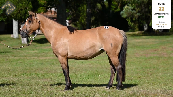 Lote ALTANERO FORTIN