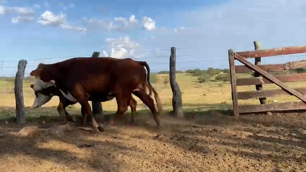 Lote 124 Vacas medio uso C/ gtia de preñez