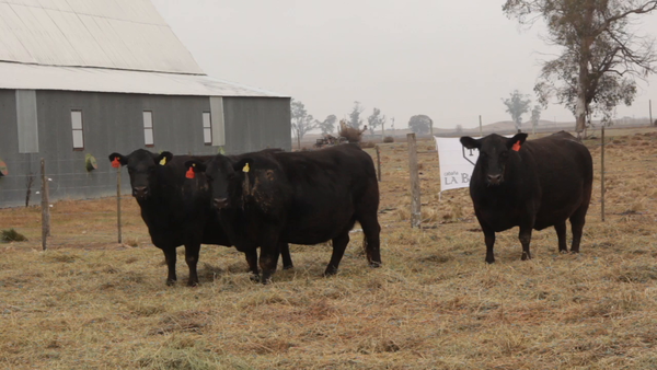 Lote VACAS P.C. - LA BELLACA