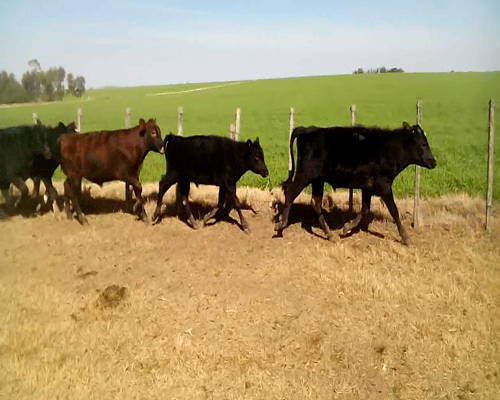 Lote 15 Terneros en Colonia