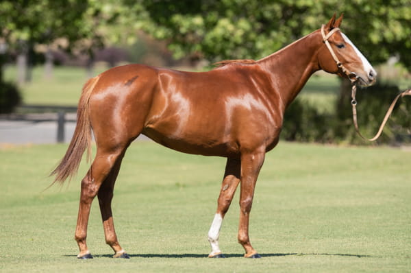 Lote TAITA AZAFATA - T/E (MACHITOS CHELO - TAITA GOLD FLY)