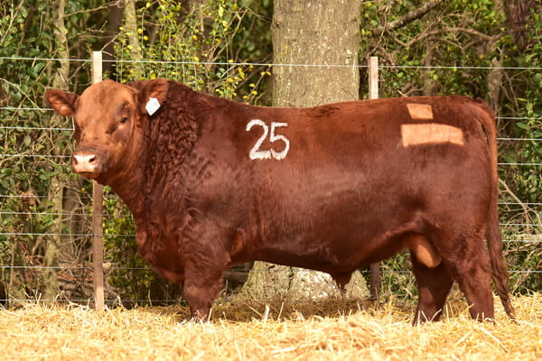Lote TOROS ANGUS PC