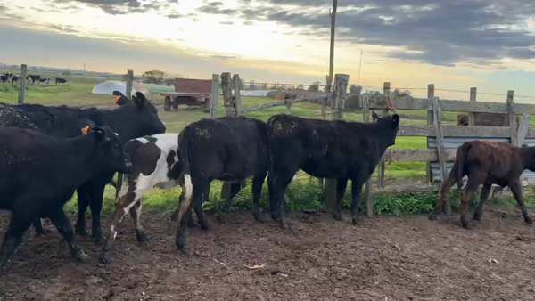 Lote TERNERAS