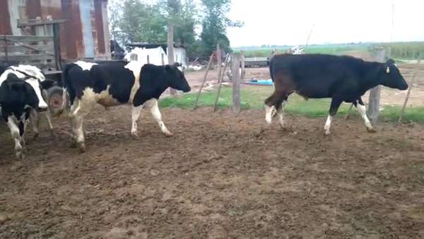 Lote 20 NOVILLITOS HOLANDO ARGENTINO EN MORTEROS,  CÓRDOBA
