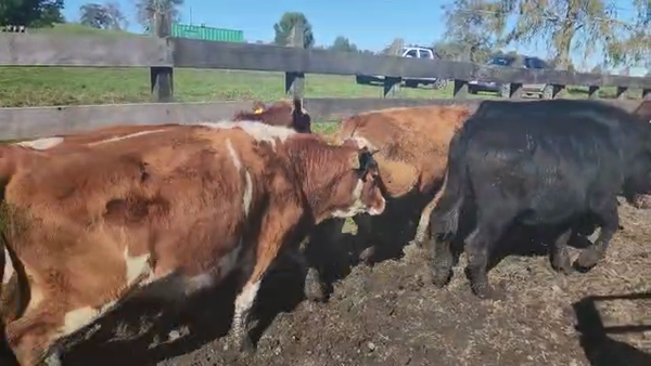 Lote 50 Novillo Engorda en Río Bueno, XIV Región Los Ríos