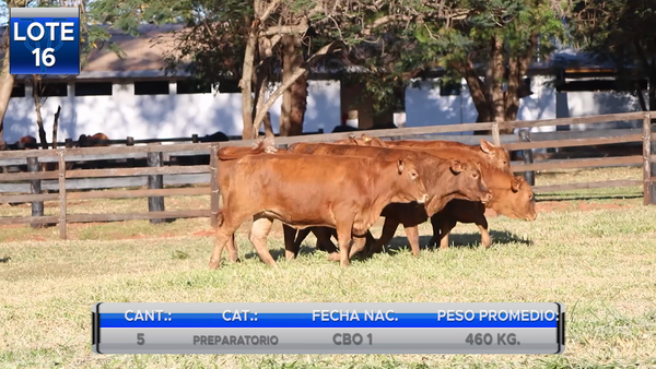 Lote VAQUILLAS BRANGUS PREÑADAS  -LOTE 16