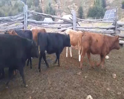 Lote 60 Ternera en XI Región Aysén, Coyhaique