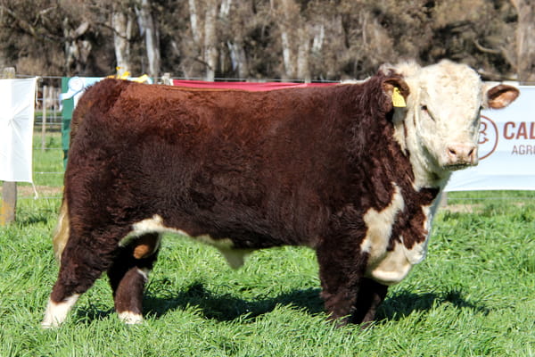 Lote Toro PP