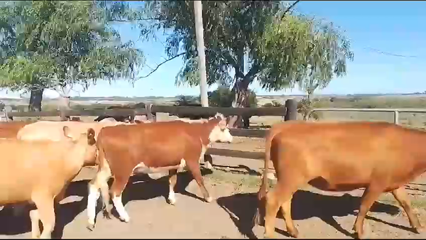 Lote 13 Vaquillonas  Hereford en Camino Guaycuru
