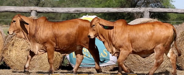 Lote HEMBRAS ÉLITE PREÑADAS - PROSPECTO DE DONANTE