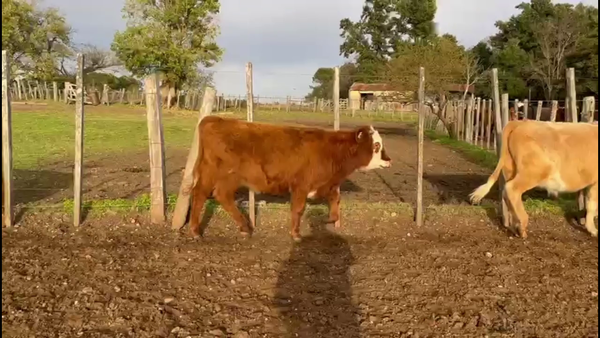 Lote TERNEROS Y TERNERAS