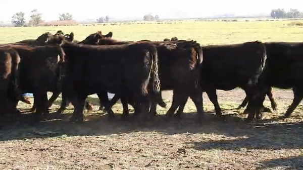 Lote 15 VAQUILLONAS ANGUS MAS