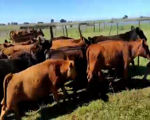 Lote 43 Terneros/as en Daireaux, Buenos Aires