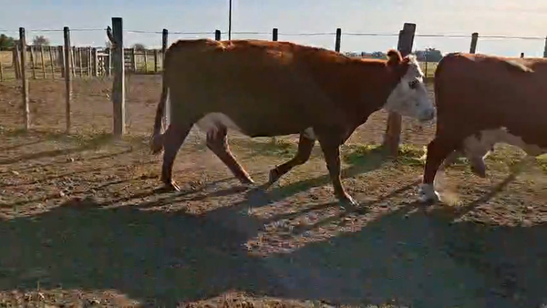 Lote VACAS INVERNAR